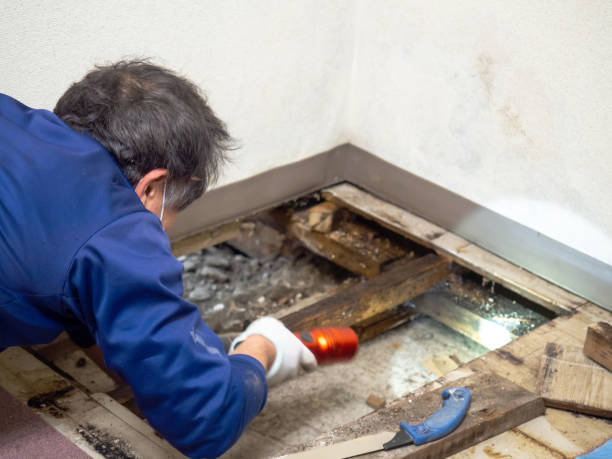 Best Black Mold Removal  in Prairie Heights, WA